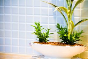 浴室の観葉植物